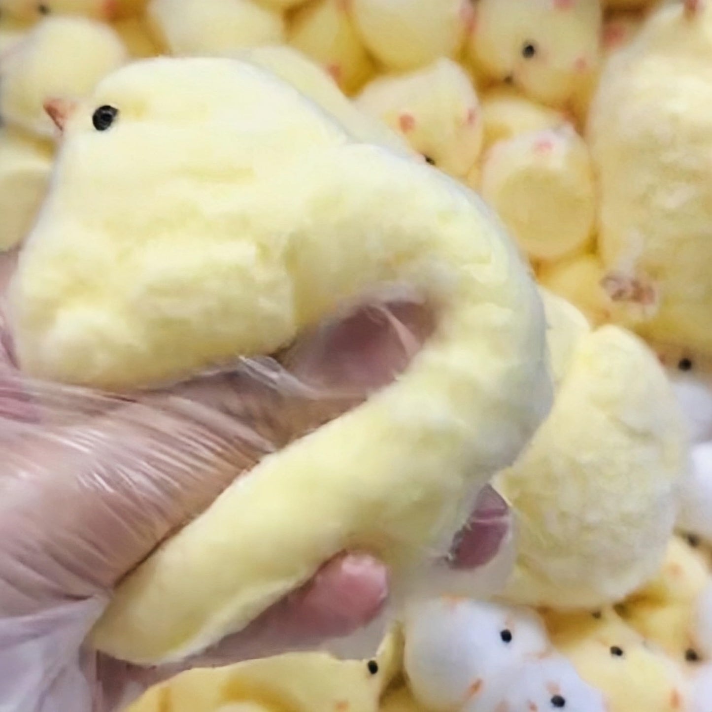 Chicken Taba Squishy Toy